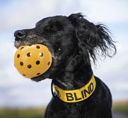 Трикси Игрушка Мяч с дырочками и колокольчиком для слабовидящих/слепых собак, 7 см, резина, Trixie