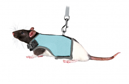 Комплект шлейка и поводок для крысы 