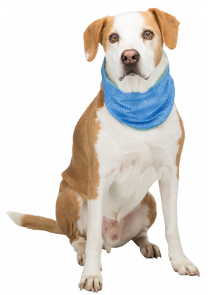 Трикси Бандана охлаждающая для собак Xl 47–57 см, синяя, Trixie 