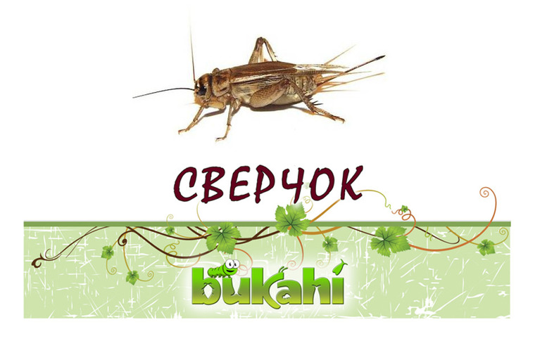 Букахи Сушеный сверчок для насекомоядных, в ассортименте, Bukahi